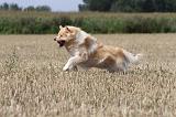 CHIEN FINNOIS DE LAPONIE 709